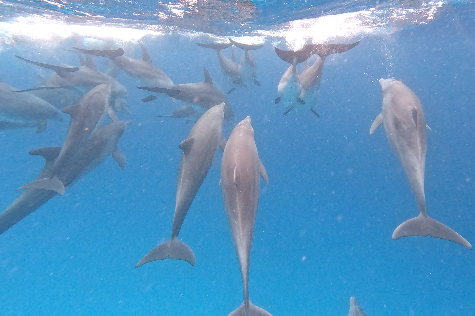 dolfijnen-mnemba